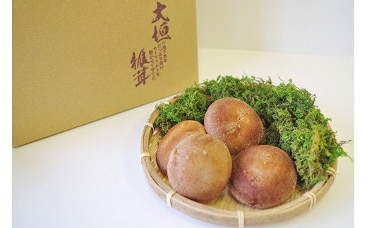 株式会社ゼロックス_大垣椎茸